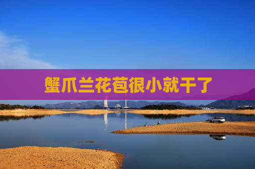 蟹爪兰花苞很小就干了