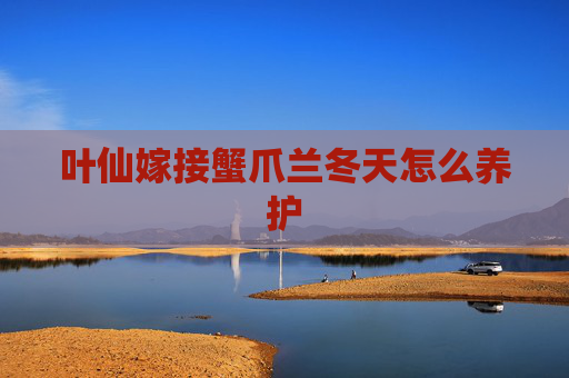 叶仙嫁接蟹爪兰冬天怎么养护