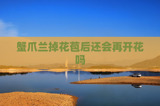 蟹爪兰掉花苞后还会再开花吗