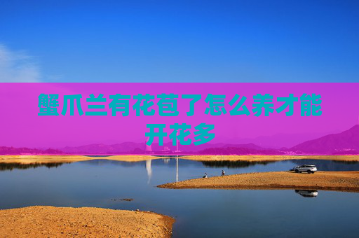 蟹爪兰有花苞了怎么养才能开花多