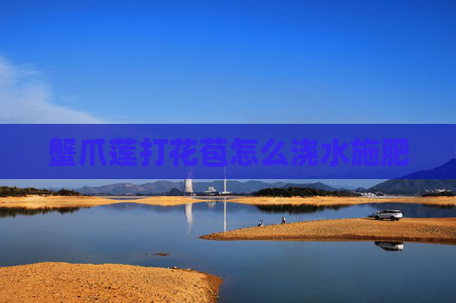 蟹爪莲打花苞怎么浇水施肥