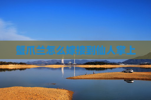 蟹爪兰怎么嫁接到仙人掌上