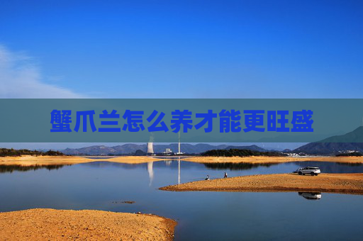 蟹爪兰怎么养才能更旺盛