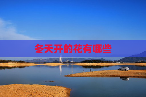 冬天开的花有哪些