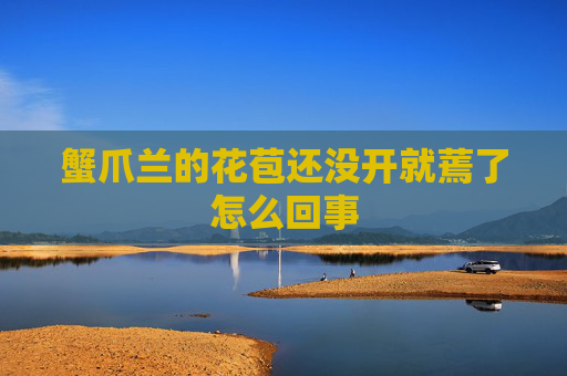 蟹爪兰的花苞还没开就蔫了怎么回事