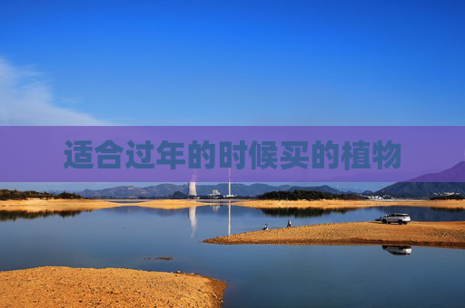 适合过年的时候买的植物