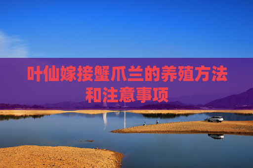叶仙嫁接蟹爪兰的养殖方法和注意事项