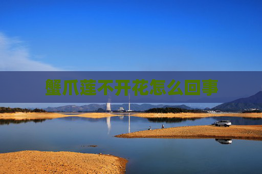 蟹爪莲不开花怎么回事