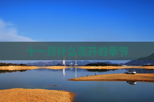 十一月什么花开的季节