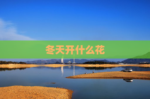 冬天开什么花