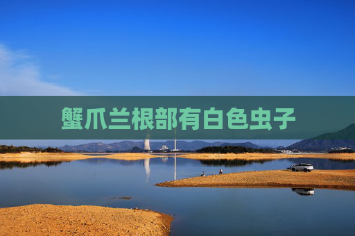 蟹爪兰根部有白色虫子