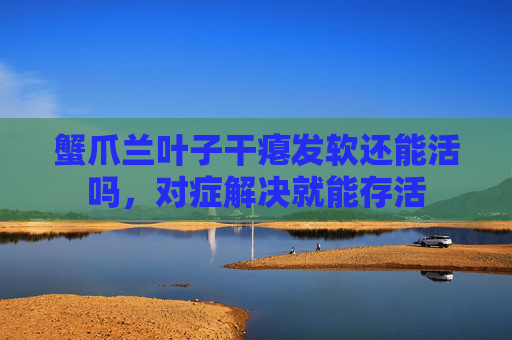 蟹爪兰叶子干瘪发软还能活吗，对症解决就能存活