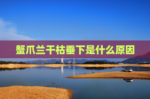 蟹爪兰干枯垂下是什么原因