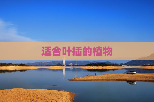 适合叶插的植物