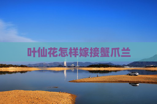 叶仙花怎样嫁接蟹爪兰