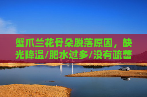 蟹爪兰花骨朵脱落原因，缺光降温/肥水过多/没有疏蕾