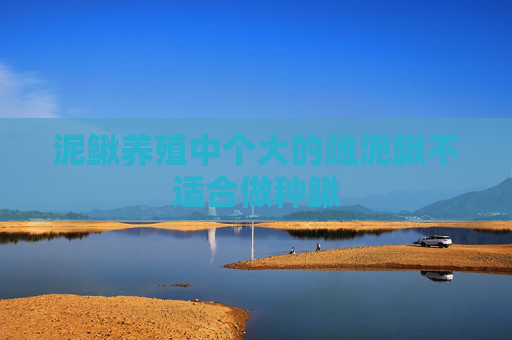 泥鳅养殖中个大的雌泥鳅不适合做种鳅