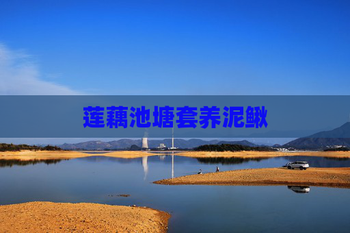 莲藕池塘套养泥鳅