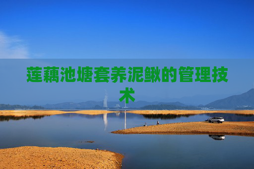 莲藕池塘套养泥鳅的管理技术