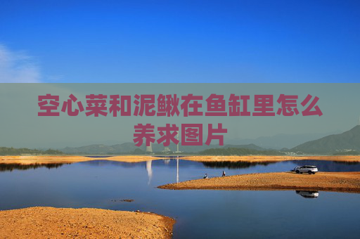 空心菜和泥鳅在鱼缸里怎么养求图片 空心菜和泥鳅在鱼缸里怎么养求图片