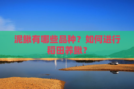泥鳅有哪些品种？如何进行稻田养鳅？