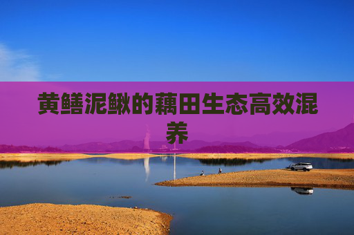 黄鳝泥鳅的藕田生态高效混养