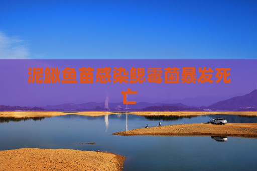 泥鳅鱼苗感染鳃霉菌暴发死亡