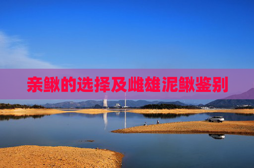 亲鳅的选择及雌雄泥鳅鉴别