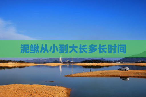 泥鳅从小到大长多长时间