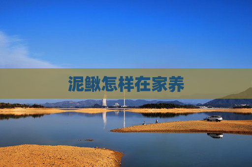 泥鳅怎样在家养