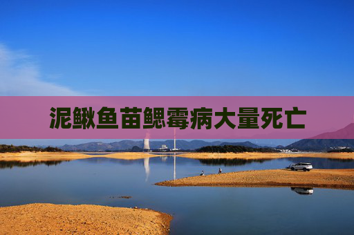 泥鳅鱼苗鳃霉病大量死亡