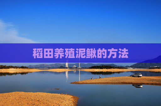 稻田养殖泥鳅的方法