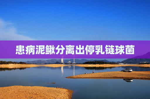 患病泥鳅分离出停乳链球菌
