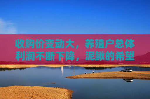收购价变动大，养殖户总体利润不断下降，泥鳅的希望在哪？