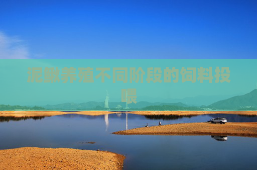泥鳅养殖不同阶段的饲料投喂