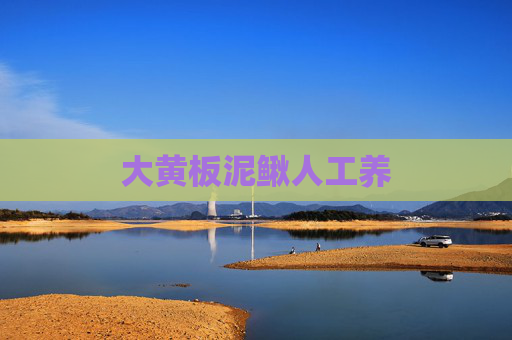 大黄板泥鳅人工养