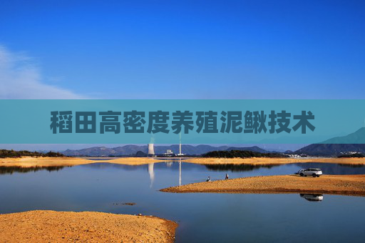 稻田高密度养殖泥鳅技术