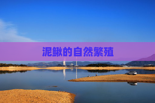 泥鳅的自然繁殖