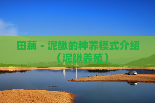 田藕－泥鳅的种养模式介绍（泥鳅养殖）