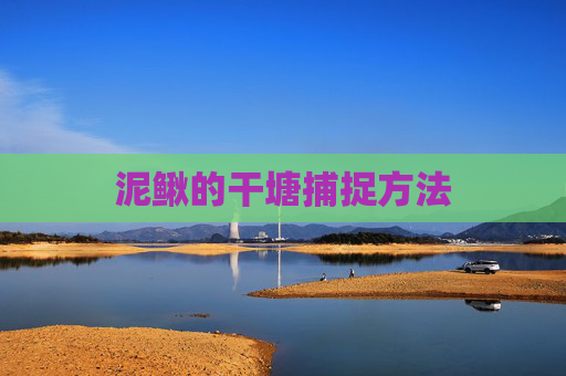泥鳅的干塘捕捉方法