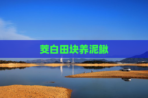 茭白田块养泥鳅