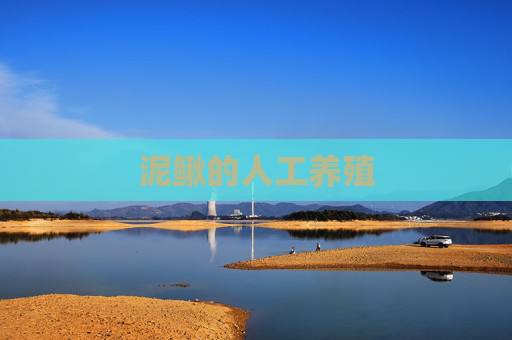 泥鳅的人工养殖