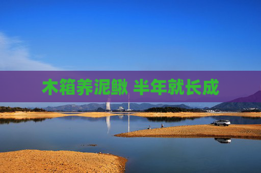 木箱养泥鳅 半年就长成